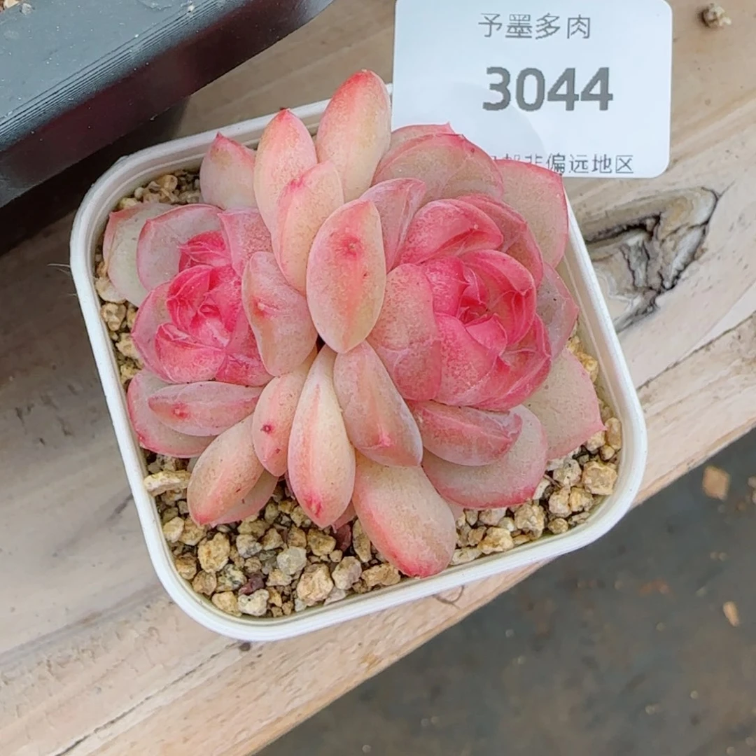 琴心，3044多肉植物