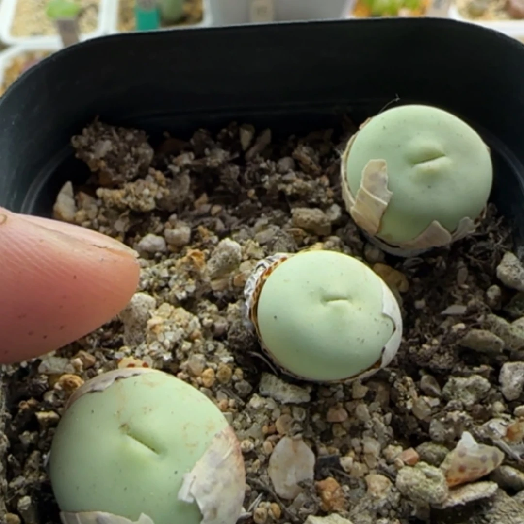 【闪购商品】13535