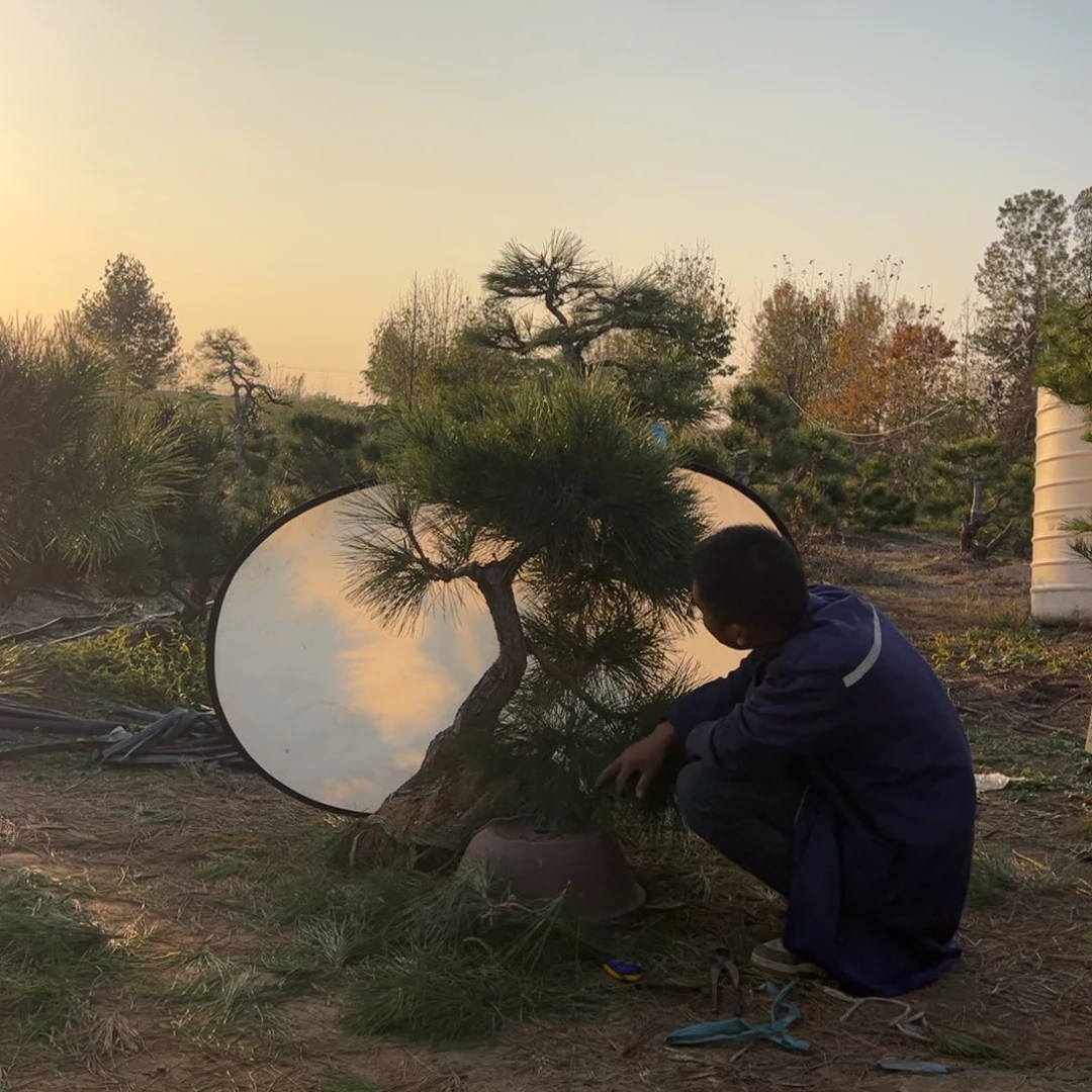 无花朵黑松一物一拍