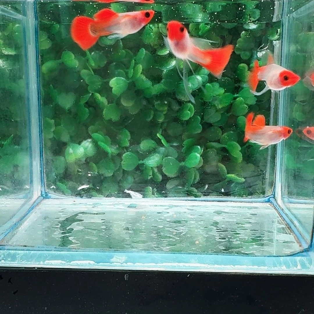 孔雀鱼深海蓝玻璃猫大C2对