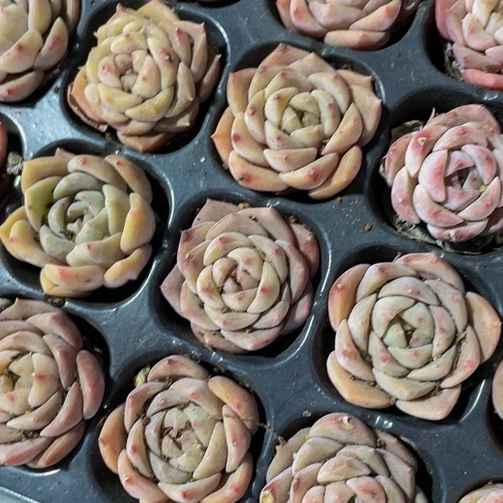 小纯爱1元带土发