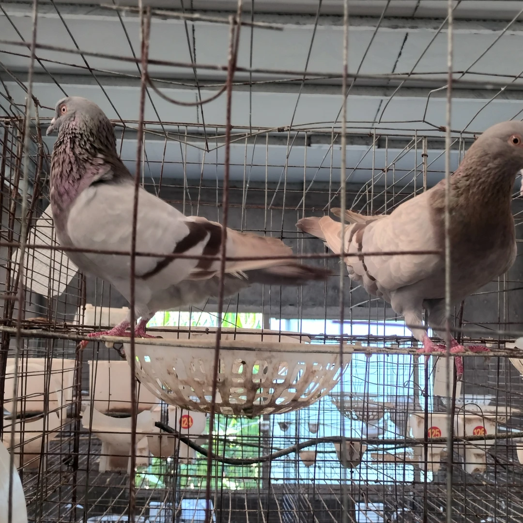 鸽子窝一个银王种鸽