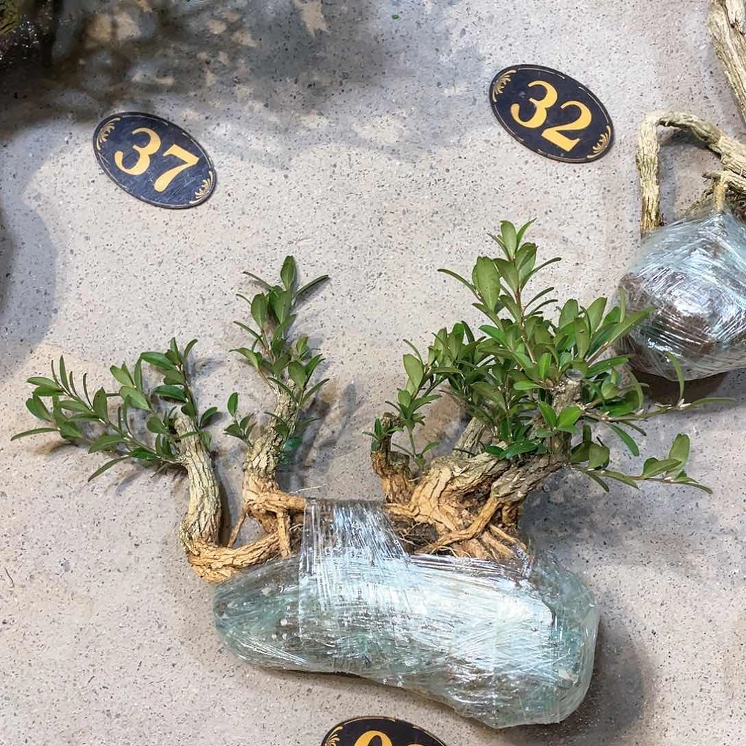 红陶用****声一起为梦想而加油