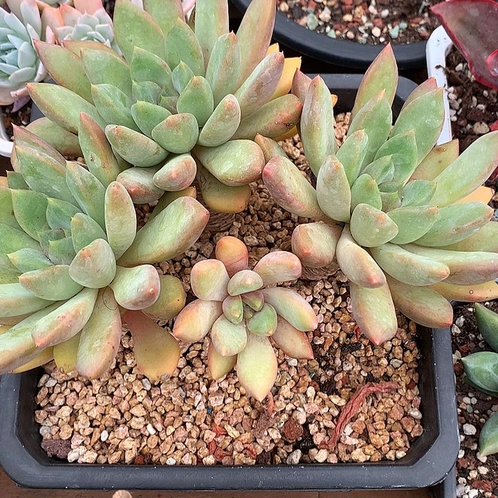 无花朵小**?多肉植物255888