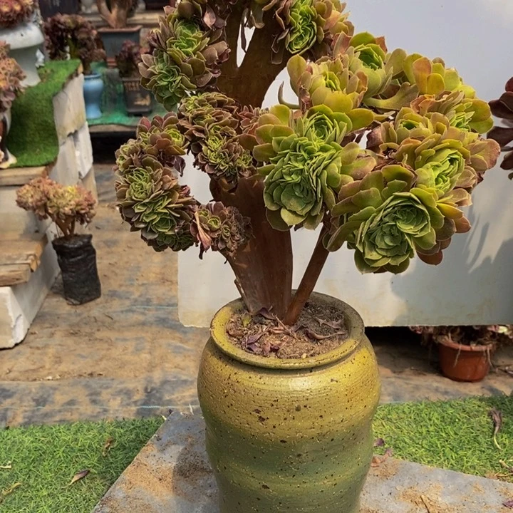 欧***辰你能美缀多肉1颗多肉