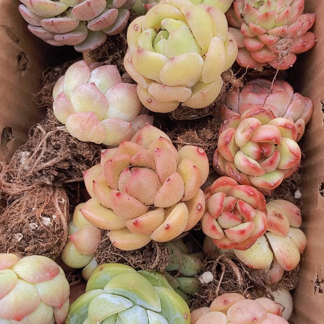 0000000000001量拍保底20颗