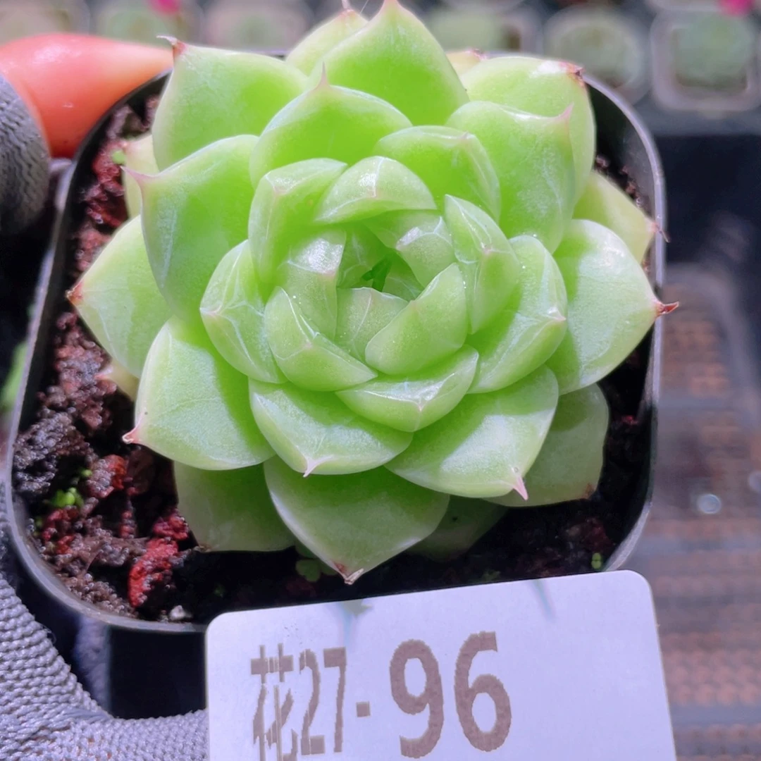 花利美27-96麦秆