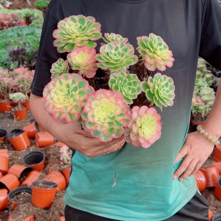 海王160多肉法师