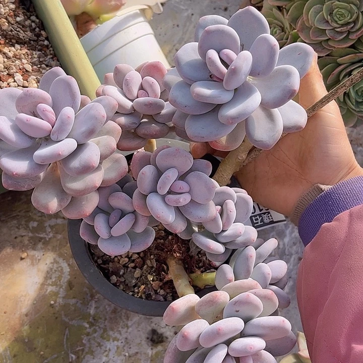 大叶奶16105多肉植物