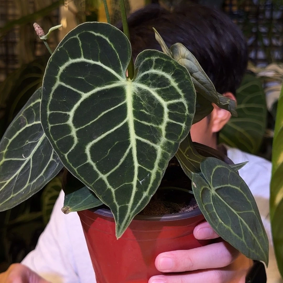 完全开放I113 个体克莱恩