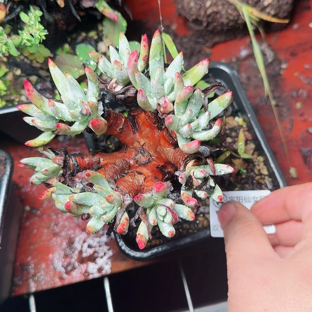 2167雪花仙女杯多肉