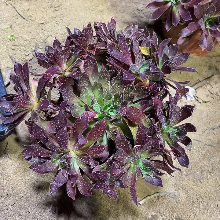 凤凰22棵9.9脱土发货