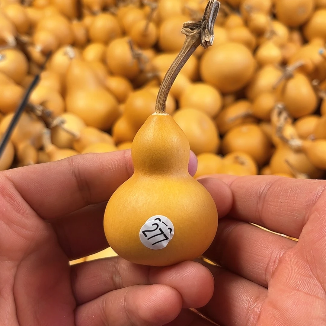 一葫芦葫芦葫芦277