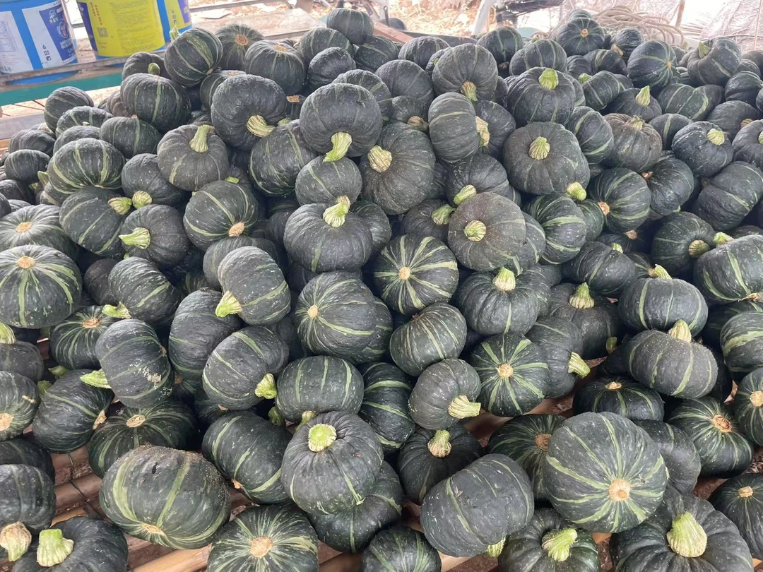 惠和一号贝贝南瓜 又面又甜 可以做辅食