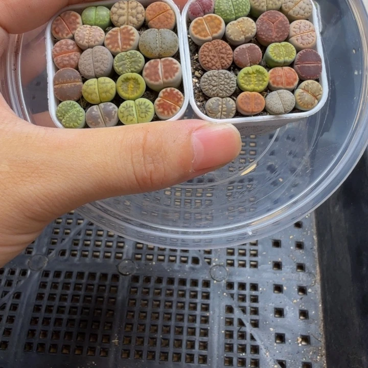 多肉植物的生长发育118