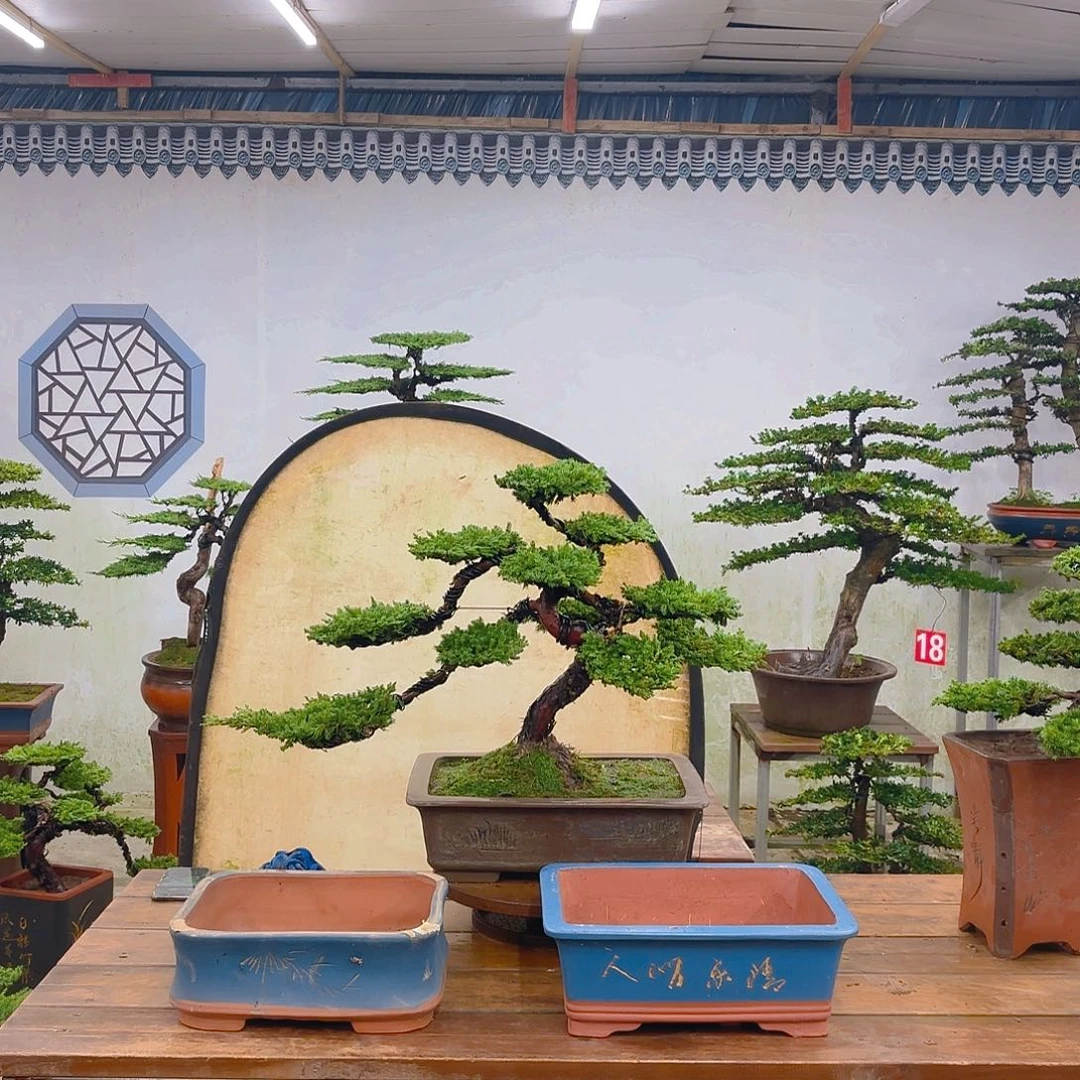 木原生珍珠柏带盆