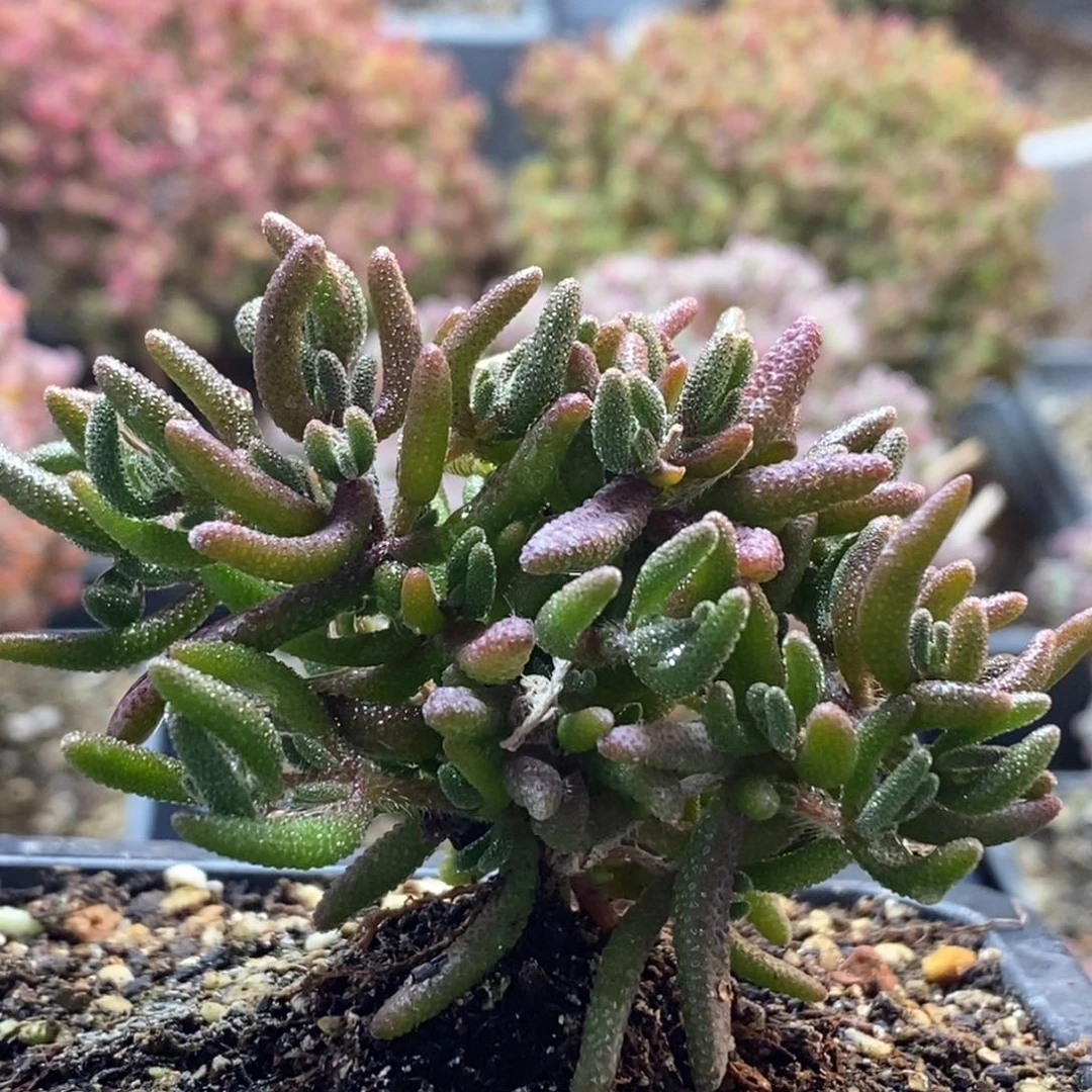 少*?狐尾4016枝干番杏