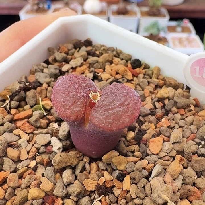 多肉植物福利风铃优选帕法德风铃187