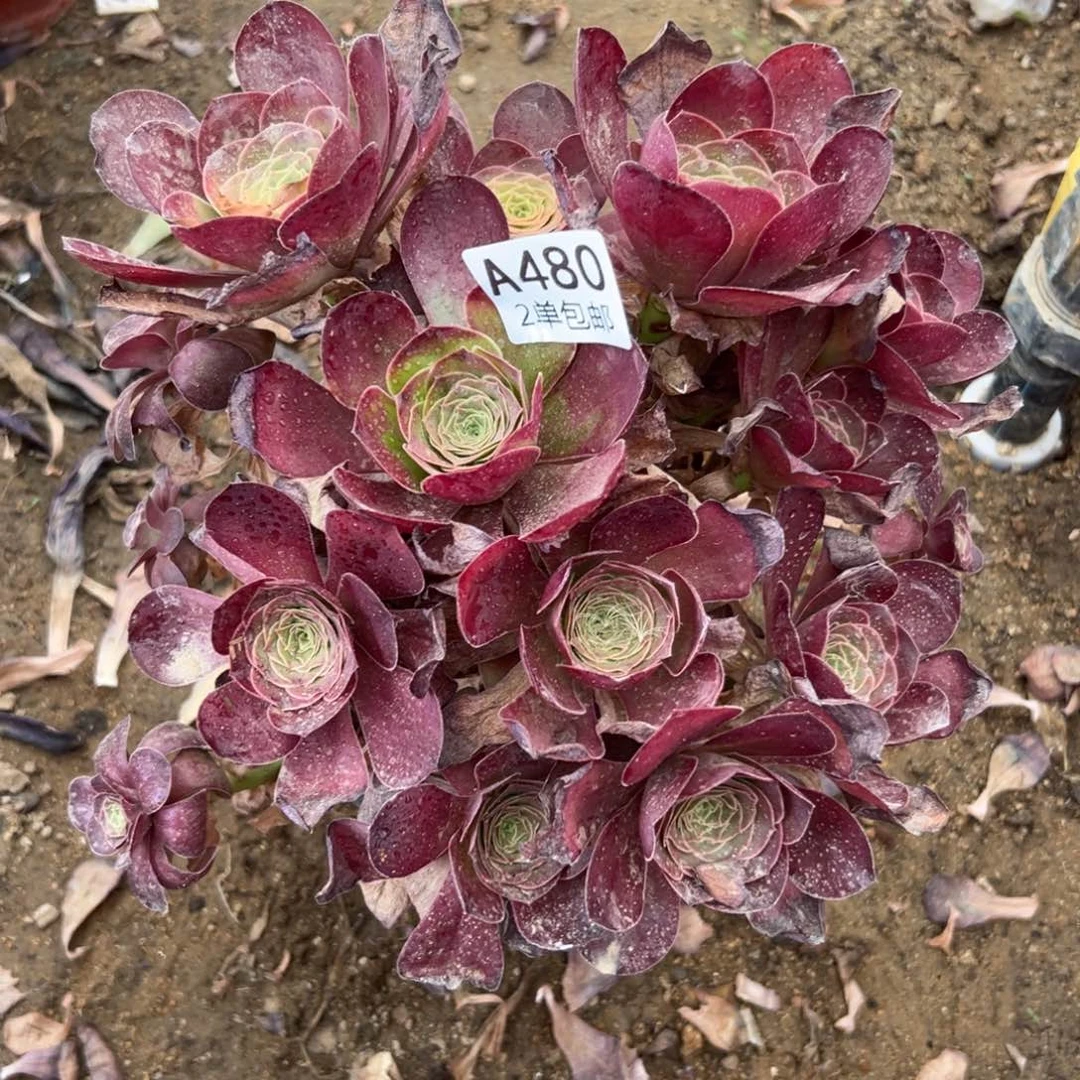 480多肉  魅金玫瑰  不周正