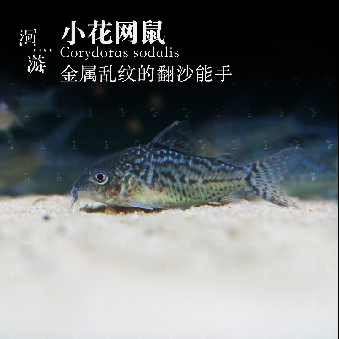 【洄游】小花网 鼠鱼南美热带观赏鱼小鱼混养/定水检疫/满200包邮