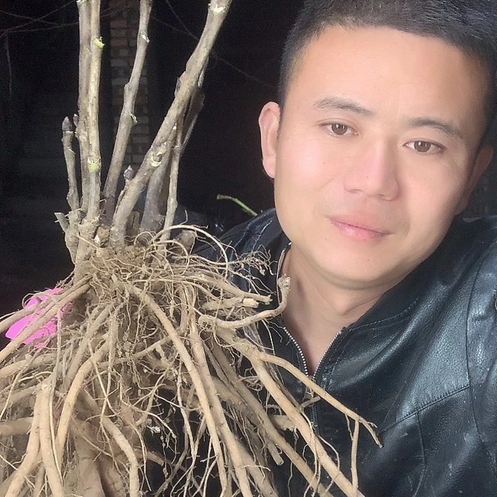 A***园当前无花栽培后可以开花
