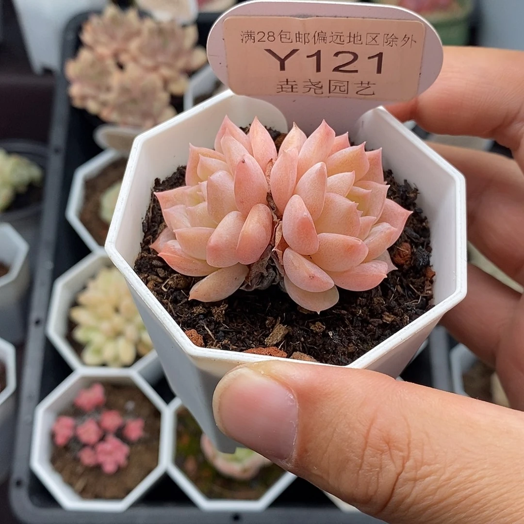 0121 纯爱双头 5 cm