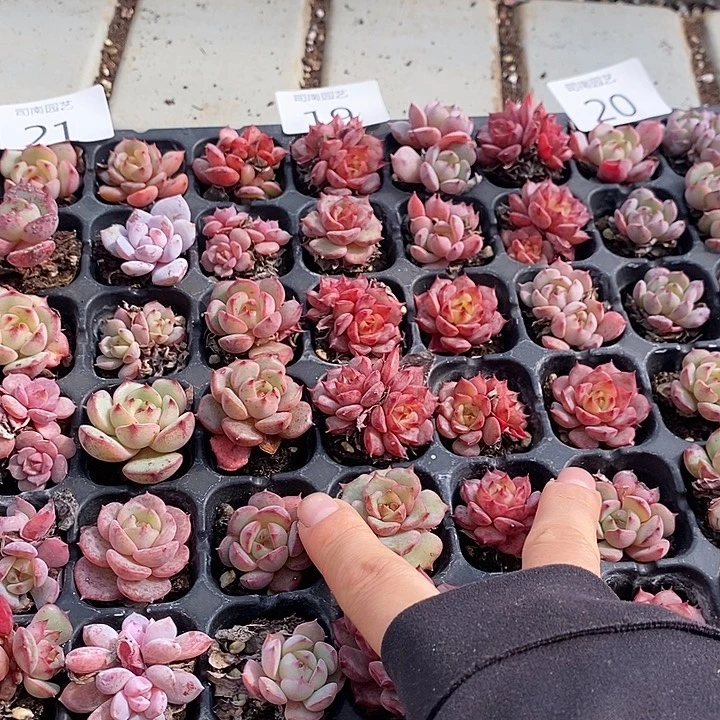 20-21-19 多肉植物盆栽花卉