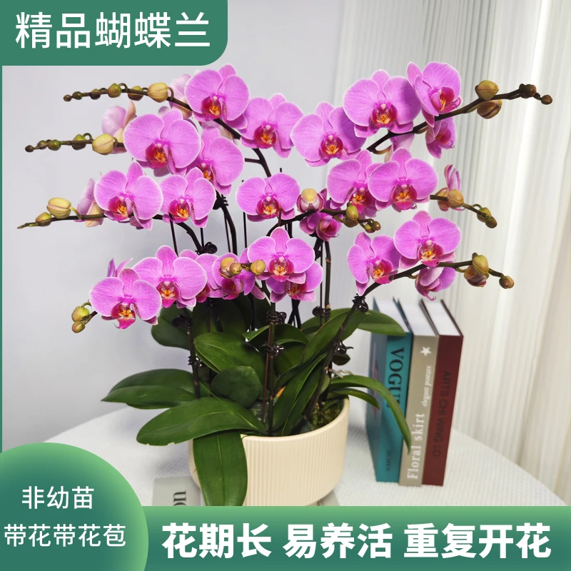 蝴蝶兰<路德曼>3.5寸杯紫红色系鲜花绿植 带花带花苞 陶瓷盆随发