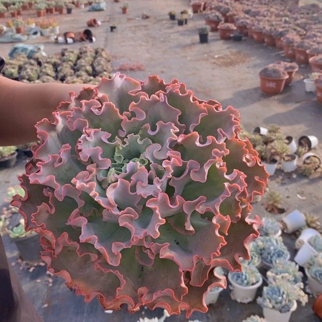 高沙之翁大单头老桩