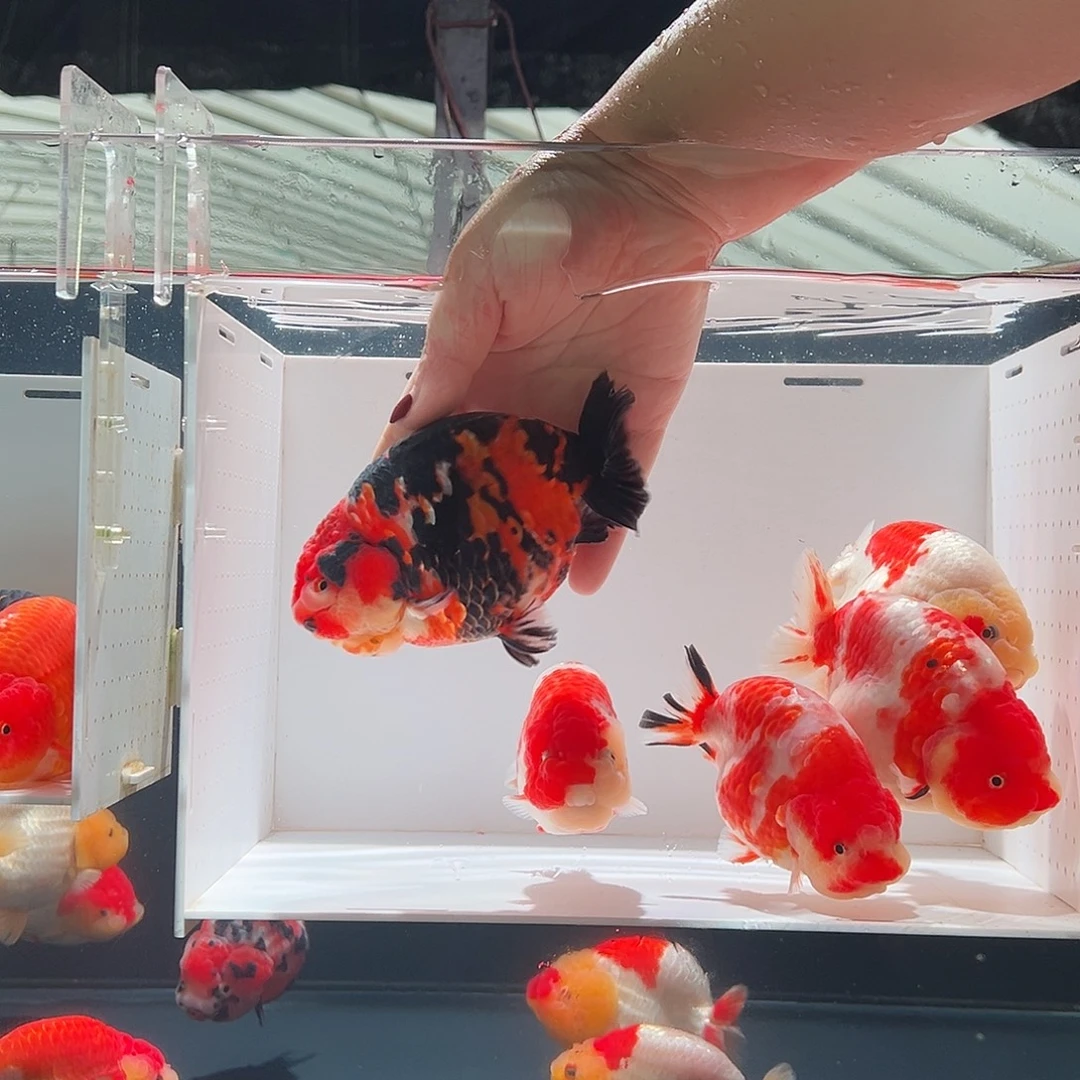 雾***起海水鱼雾里听风一条大花寿