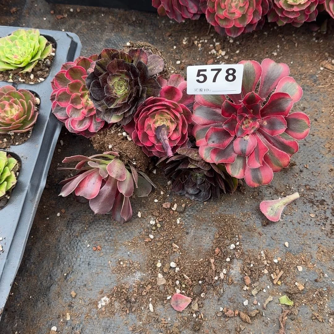 @***࿐6小苗多肉植物578