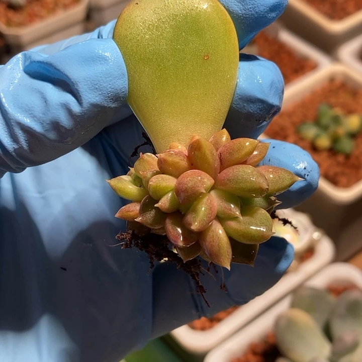 红象牙锦多肉植物多肉植物