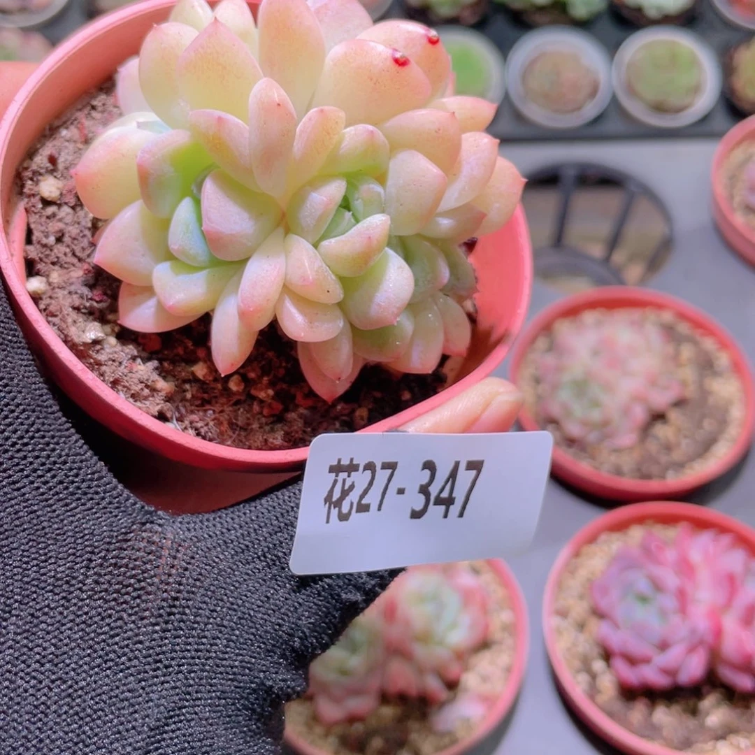 花利美27-347冰糖