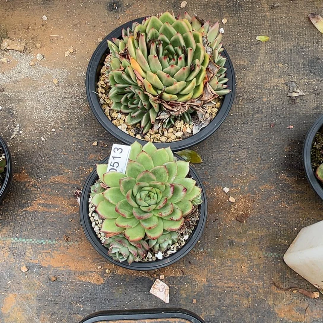 若如东云组拍D513