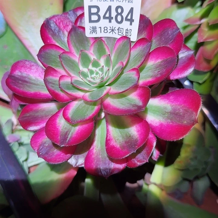 多肉法师荔枝朵朵