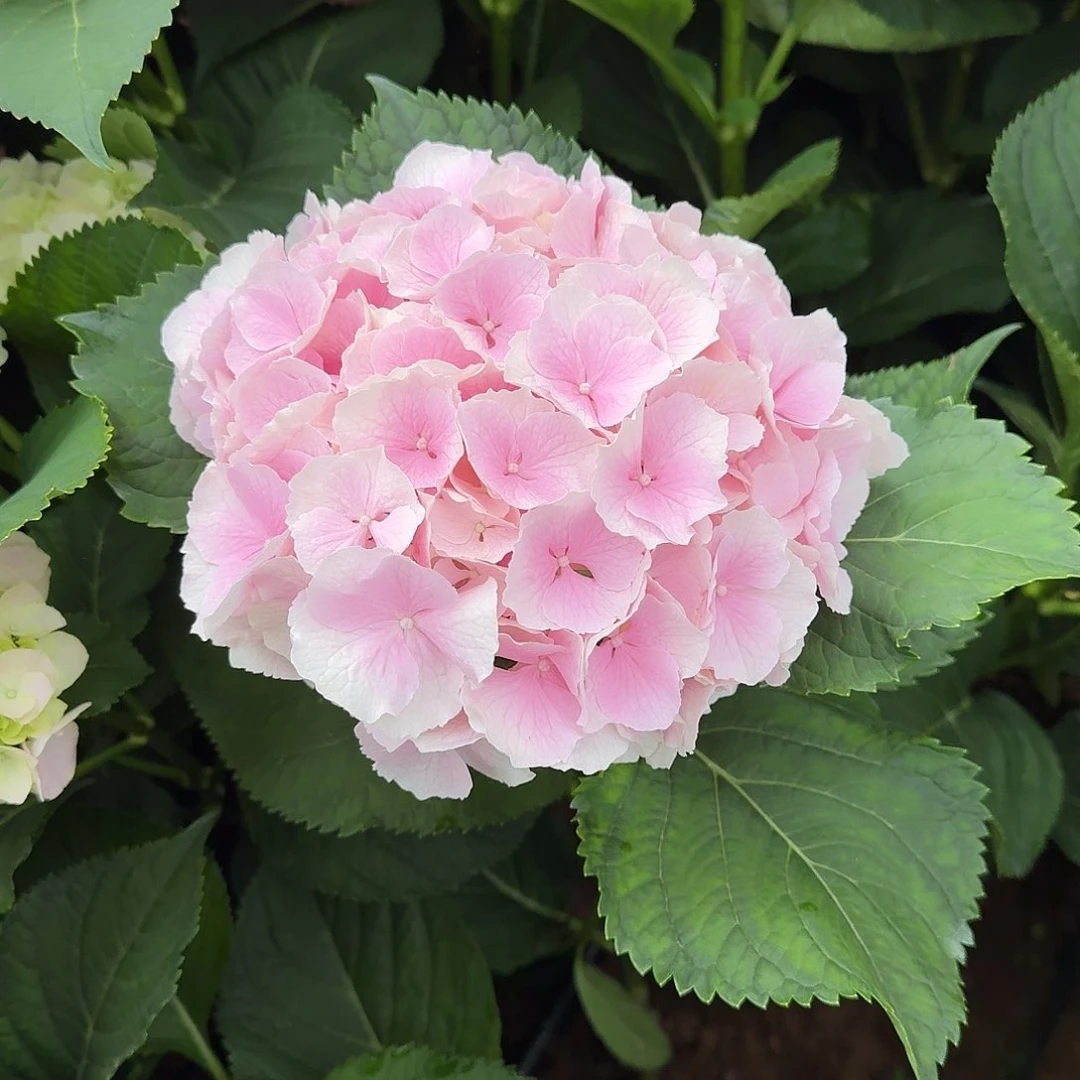 17 号！3支起顺丰空运包邮