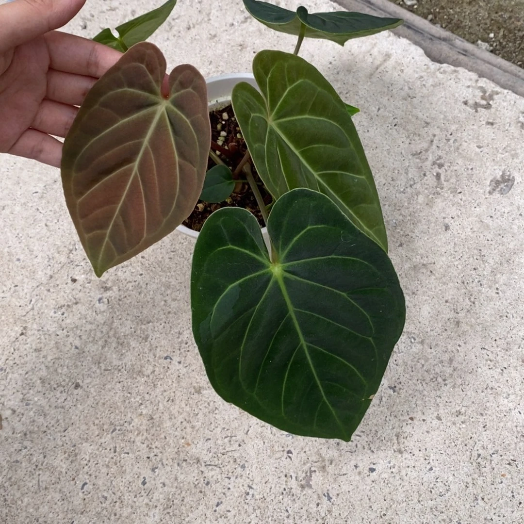 不开花植物黑丝绒杂（2颗包邮无售后