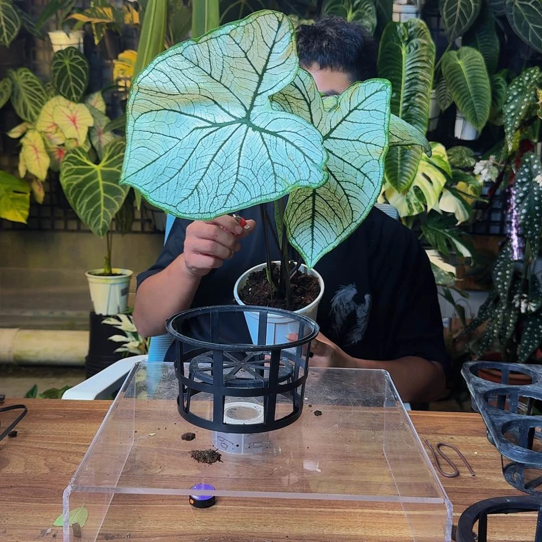 完全开放一物一拍Q54