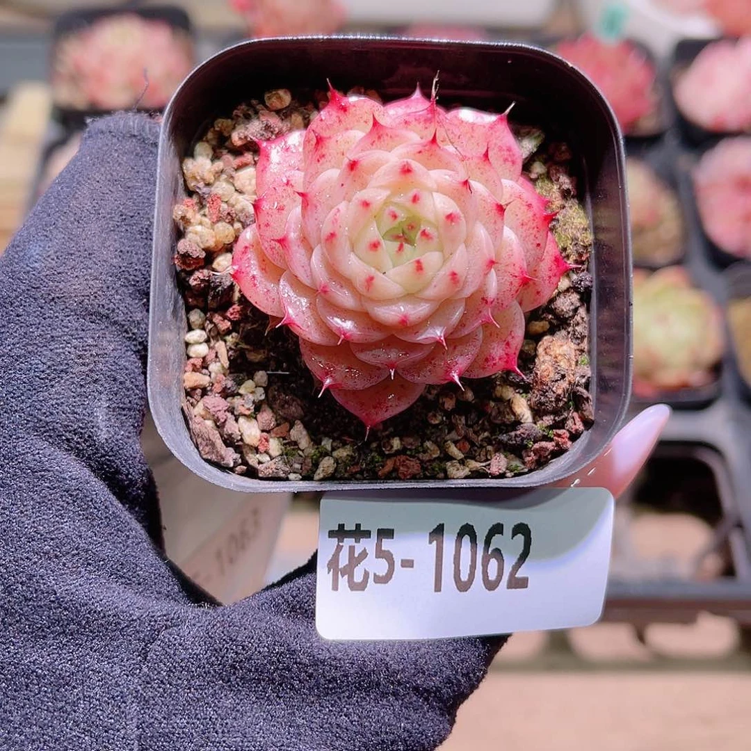 花利美5-1062麦秆