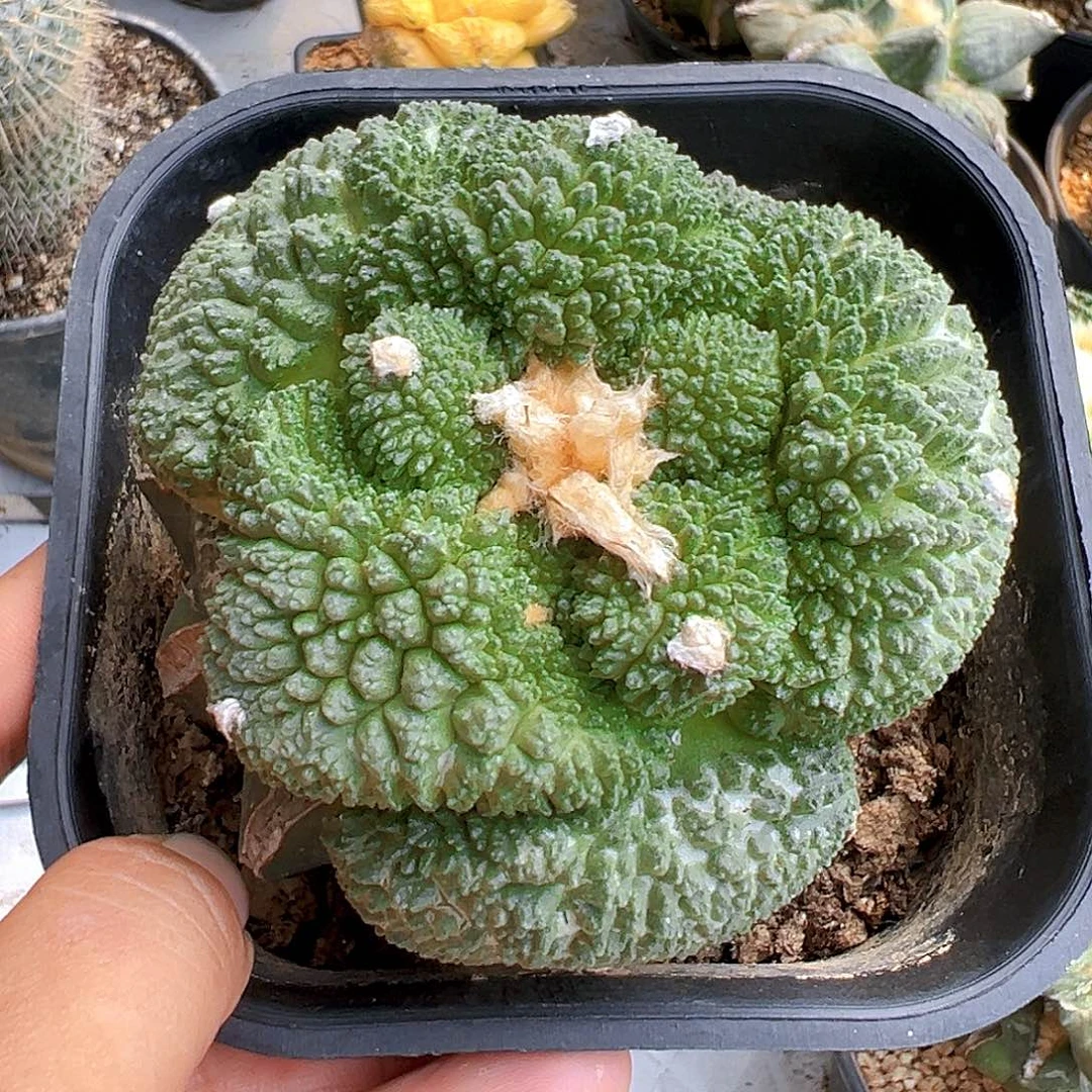 巴***豆5斤赤玉土细粒，顾客专拍