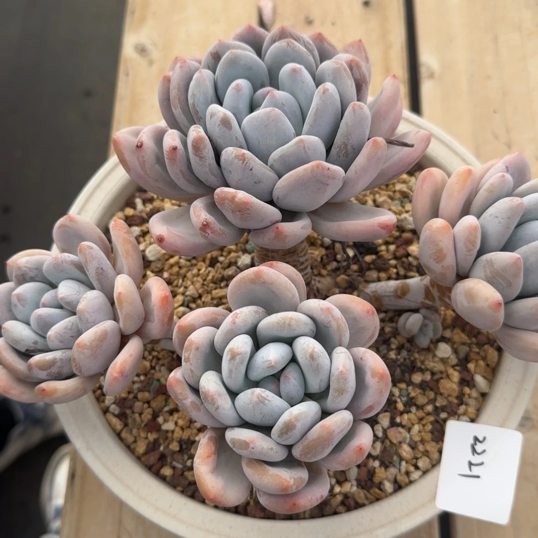 2221香水杂凡艺多肉