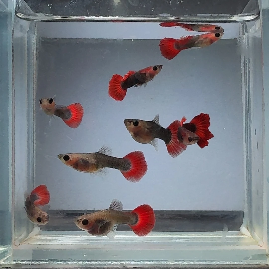 孔雀鱼红礼服玻璃猫野生色4对