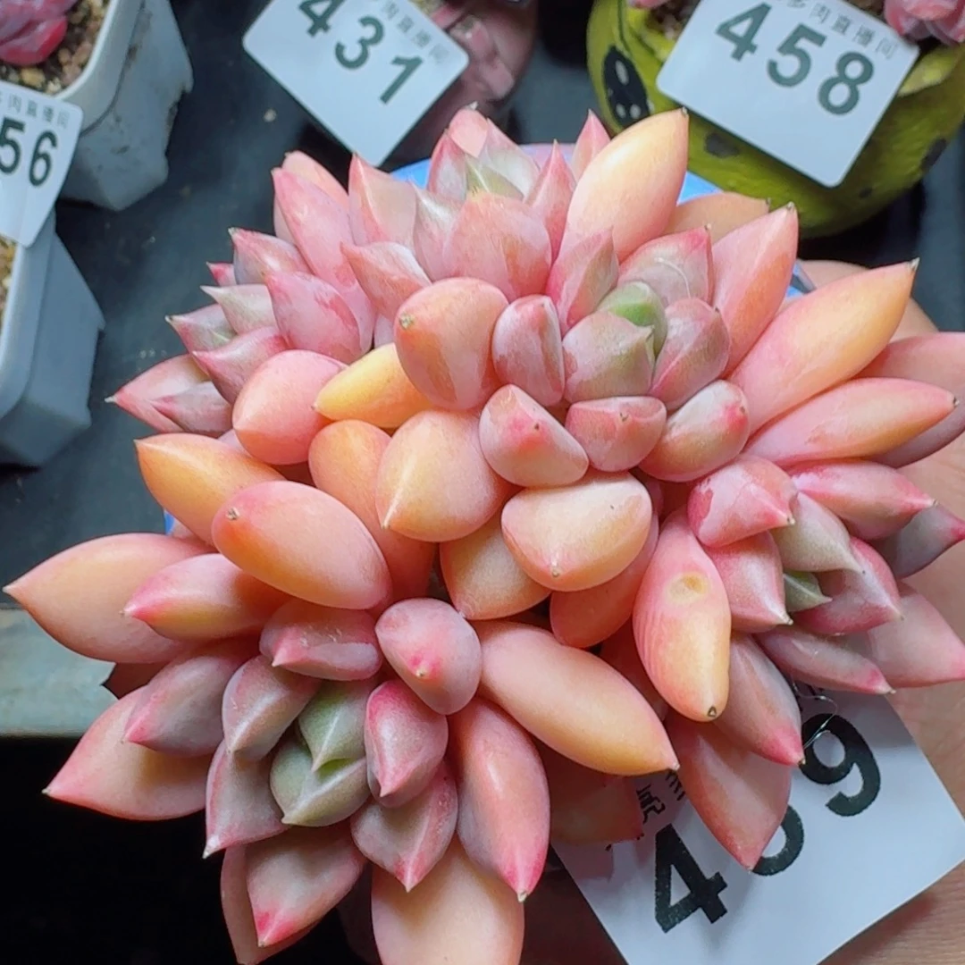 象牙群生      愿你一路坦途，乘风破浪展宏图