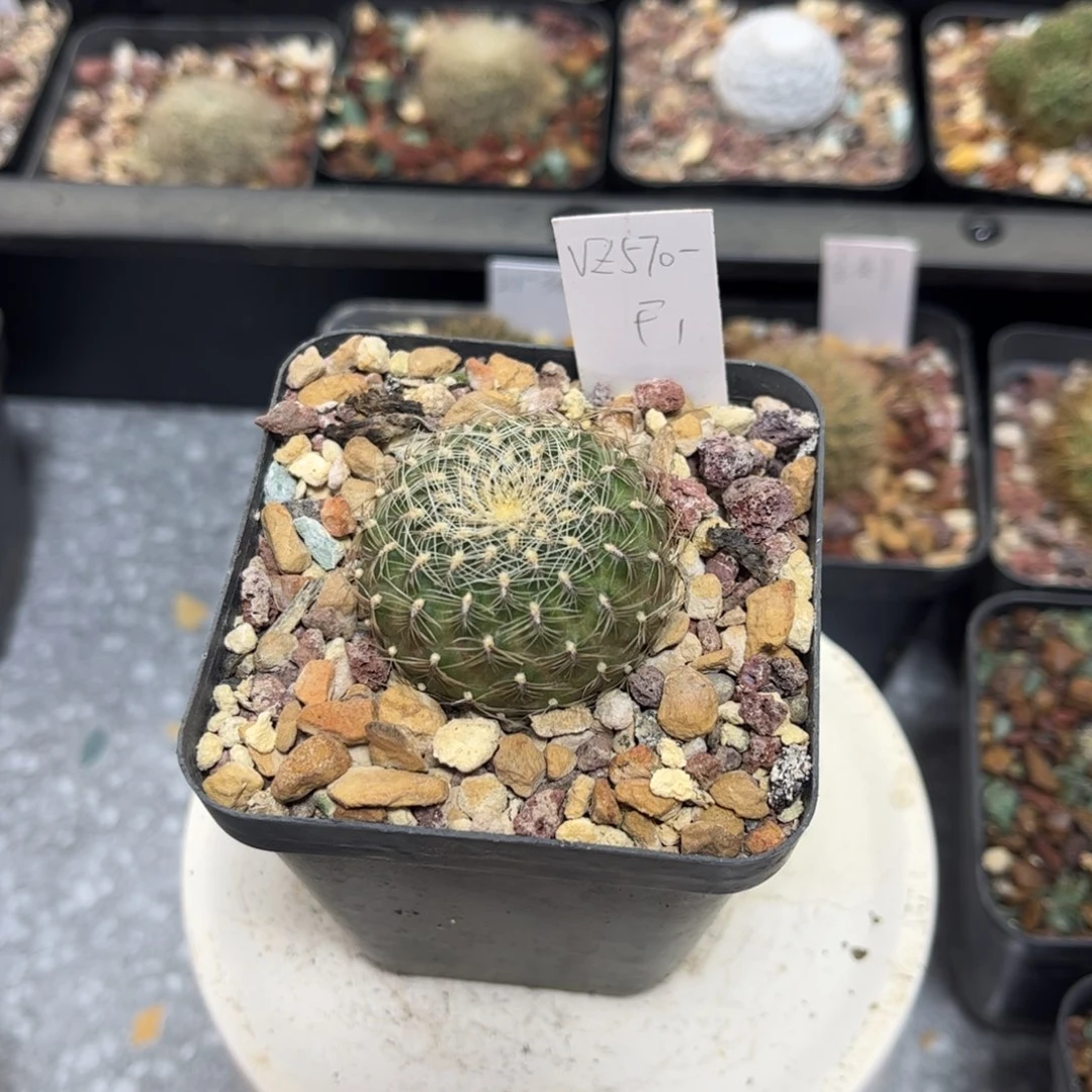 Vz570-F1侧芽扦插繁殖