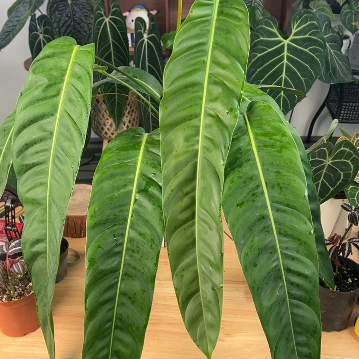 完全开放原种上柱pp叶长61