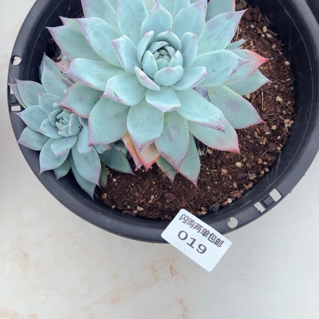一****多肉植物组合盆栽卡杂19