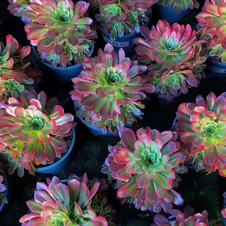 安娜一颗多肉植物