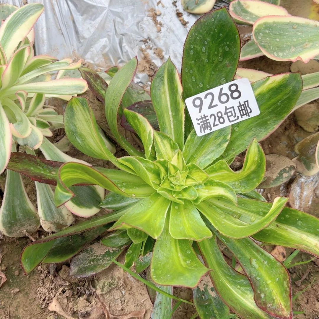 G. 9268魅影中班七彩多肉