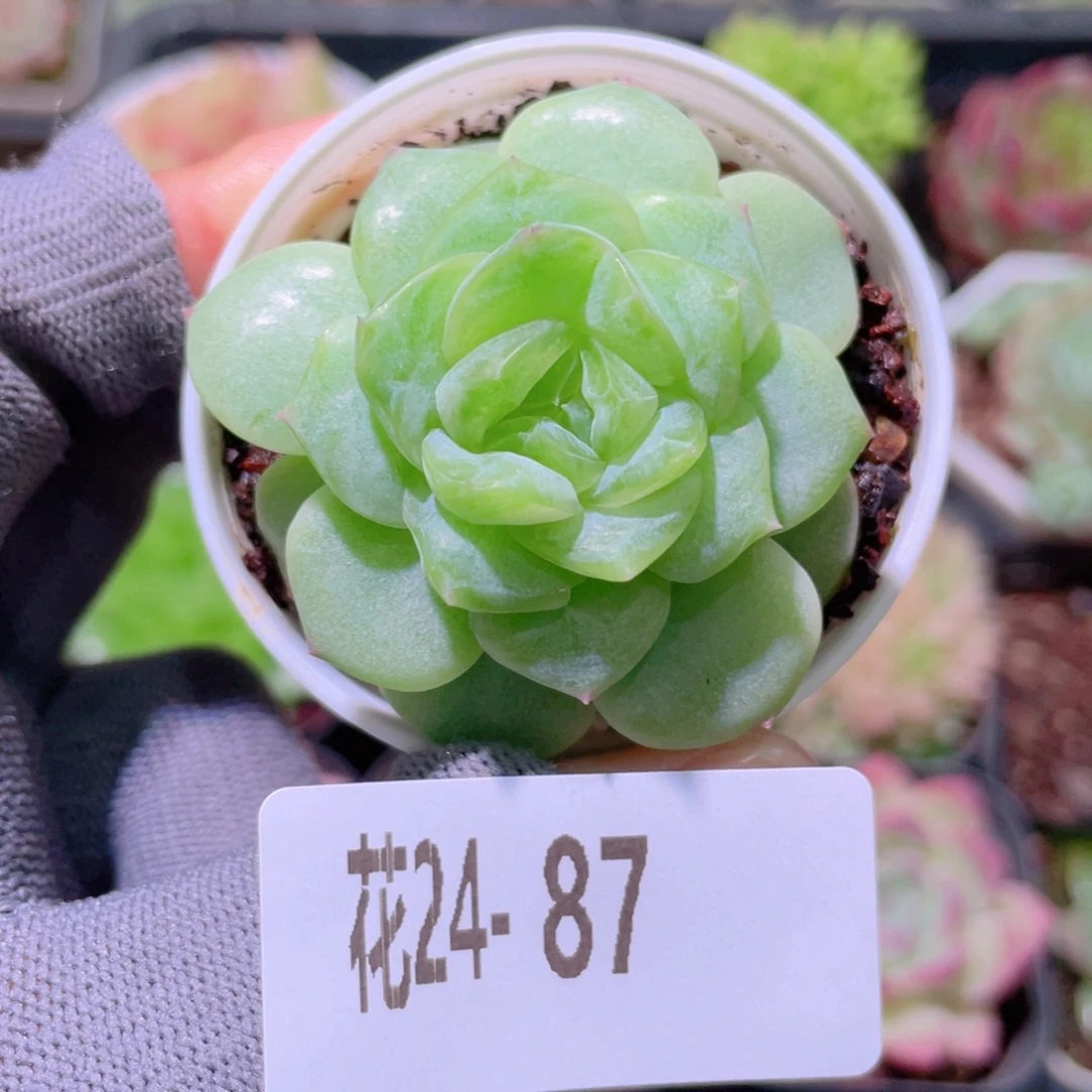 花利美24-87新绿