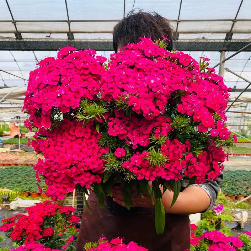 霹雳石竹盆栽冬日绣球庭院阳台花园户外耐寒花卉多年生好养活植物